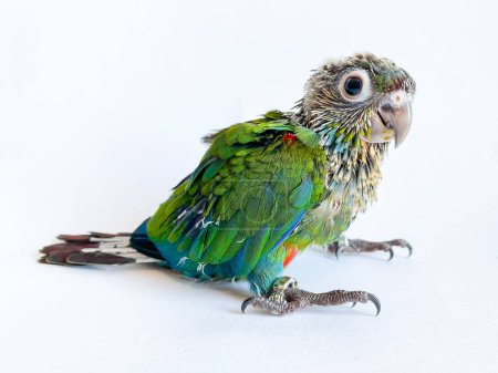 Téléchargez les photos : Baby bird of Crimson bellied conure parrot on the white background - en image libre de droit