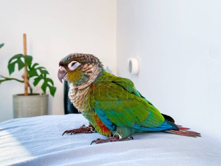 Téléchargez les photos : Crimson bellied conure parrot in the bedroom - en image libre de droit