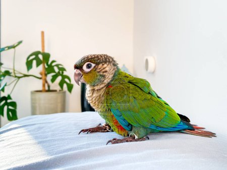 Téléchargez les photos : Crimson bellied conure parrot in the bedroom - en image libre de droit