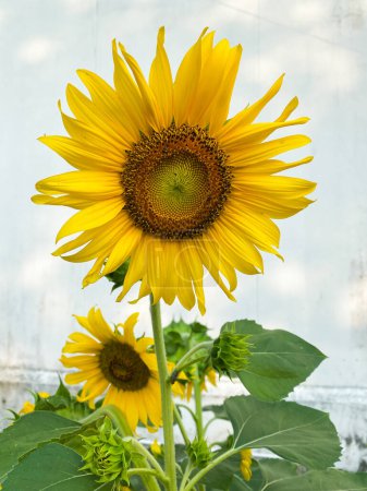 Leuchtende Sonnenblume im Sommerfeld