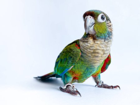 Photo for Crimson bellied conure parrot in the white background - Royalty Free Image