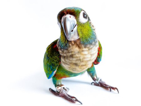 Téléchargez les photos : Crimson bellied conure parrot in the white background - en image libre de droit