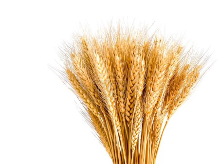Photo for Barley wheat in the glasses vase for home decoration - Royalty Free Image