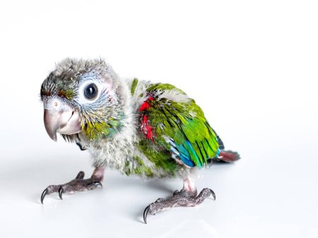 Téléchargez les photos : Nouveau-né de perroquet conure ventre cramoisi dans le fond blanc - en image libre de droit