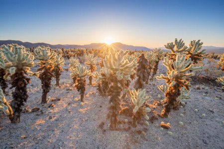 Téléchargez les photos : Jardin de cactus de Cholla du parc national de Joshua Tree avec une lumière du soleil chaude du matin - en image libre de droit