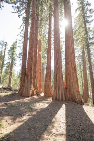 Photo for View at Gigantic Sequoia trees in Sequoia National Park, California USA - Royalty Free Image