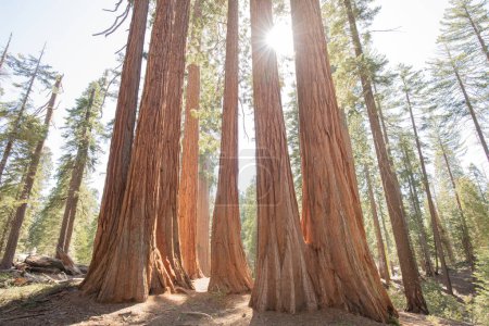Photo for View at Gigantic Sequoia trees in Sequoia National Park, California USA - Royalty Free Image