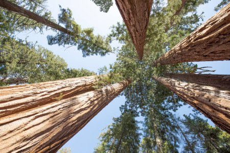 Téléchargez les photos : Vue sur des séquoias gigantesques dans le parc national de Sequoia, Californie États-Unis - en image libre de droit
