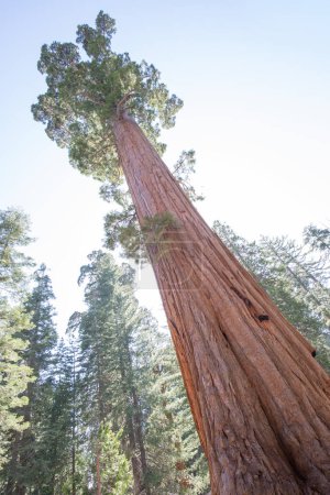 Téléchargez les photos : Vue sur des séquoias gigantesques dans le parc national de Sequoia, Californie États-Unis - en image libre de droit