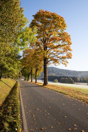 Photo for View of a wide avenue with tall trees on either side. The road is covered with beautiful orange-red fallen leaves, the trees are starting to get colorful, but a hint of green is visible. - Royalty Free Image