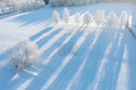 Téléchargez les photos : Matin vue aérienne de la forêt d'hiver. Vue de dessus des arbres enneigés. Belle nature nordique. Tourisme écologique dans les bois. Large fond naturel. Vue aérienne d'arbres couverts de neige - en image libre de droit