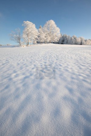 Téléchargez les photos : Paysage hivernal incroyable avec des arbres couverts de neige sous une lumière brillante et ensoleillée le matin givré. Paysage naturel incroyable dans la vallée de montagne d'hiver. Impressionnant fond naturel. Le temps de Noël - en image libre de droit
