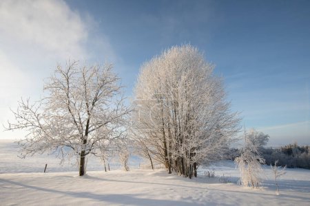 Foto de Increíble paisaje de invierno con árboles cubiertos de nieve bajo luz brillante y soleada en la mañana helada. Increíble paisaje natural en el valle de montaña de invierno. Impresionante fondo natural. Navidad. - Imagen libre de derechos