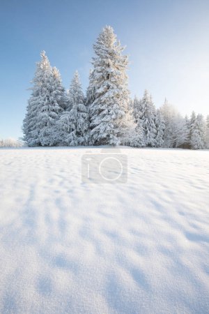 Téléchargez les photos : Paysage hivernal incroyable avec des arbres couverts de neige sous une lumière brillante et ensoleillée le matin givré. Paysage naturel incroyable dans la vallée de montagne d'hiver. Impressionnant fond naturel. Le temps de Noël - en image libre de droit