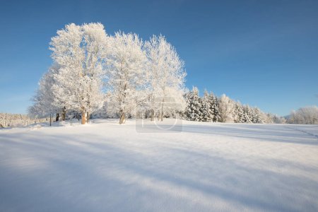 Photo for Incredible winter landscape with snow capped trees under bright sunny light in frosty morning. Amazing nature scenery in winter mountain valley. Awesome natural Background. Christmastime - Royalty Free Image