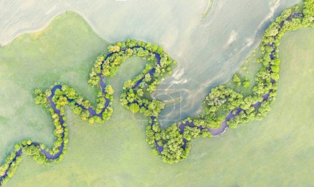 Foto de Vista aérea del meandro del río en la exuberante vegetación verde del delta
. - Imagen libre de derechos