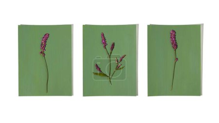 Photo for Single dried pressed flowers on blue green background. Dried wildflower for Botanical wall art. Bohi interior design style. - Royalty Free Image