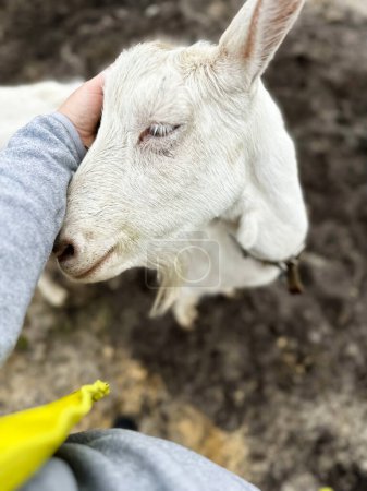 Foto de La cabra blanca levanta la cabeza para ser acariciada. Cabras criadas en el campo, una pequeña granja para la producción de leche de cabra y queso. - Imagen libre de derechos