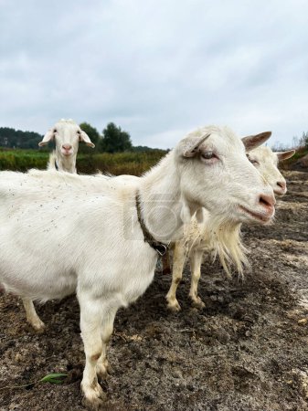 Foto de Tres cabras blancas pastan al aire libre. Cabras libres en el campo, leche de cabra pequeña y granja de queso. - Imagen libre de derechos