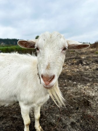 Foto de La cabra blanca mira a la cámara. Cabras libres en el campo, leche de cabra pequeña y granja de queso. - Imagen libre de derechos
