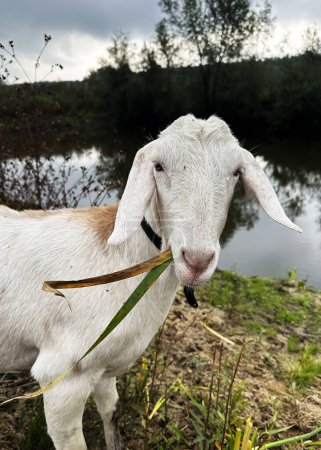 Foto de El blanco con hierba en la boca cabra está mirando a la cámara. Cabras libres en el campo, leche de cabra pequeña y granja de queso. - Imagen libre de derechos