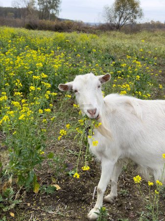 Foto de Blanco lindo cabra está mirando a la cámara y comer flores de mostaza. Cabras libres en el campo, leche de cabra pequeña y granja de queso. - Imagen libre de derechos