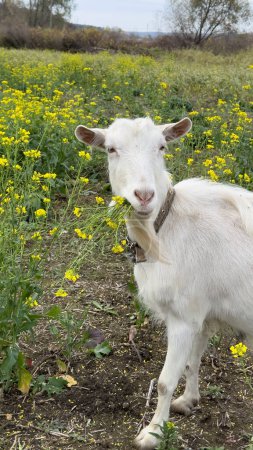 Foto de Blanco lindo cabra está mirando a la cámara y comer flores de mostaza. Cabras libres en el campo, leche de cabra pequeña y granja de queso. - Imagen libre de derechos
