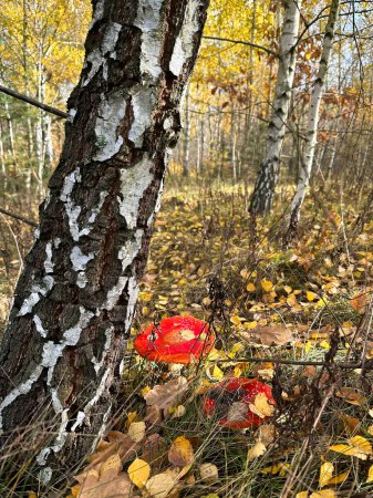 Photo for Fly agaric mushrooms with a red cap grow in the grass. Hunting for forest mushrooms. After high-quality drying, the red fly agaric is used to prepare ointments, infusions and tinctures. - Royalty Free Image