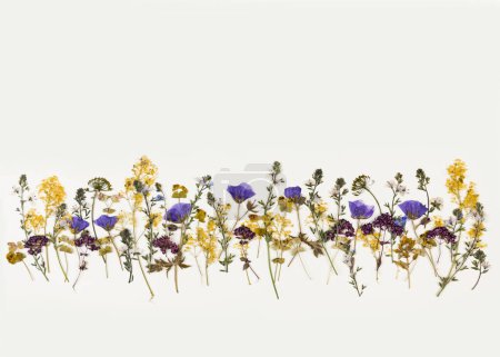 Foto de Pattern of pressed dried flowers of field plants. Place for text. Mockup for greeting card, wedding invitation. Abstraction composition. - Imagen libre de derechos