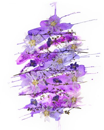 Téléchargez les photos : Contemporary botanical art of pressed flowers. Oshibana. Geometrical Composition of dried plants and watercolour - en image libre de droit
