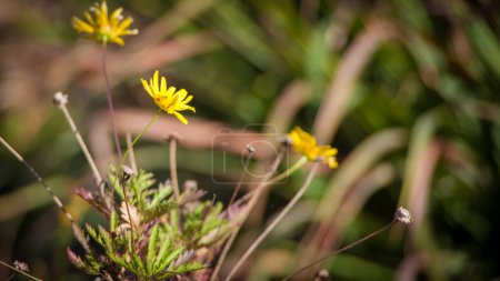 Téléchargez les photos : Coreopsis de sable en pleine floraison dans le jardin - en image libre de droit