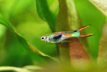 Photo for Beautiful colorful endlers guppy fish in aquarium - Royalty Free Image