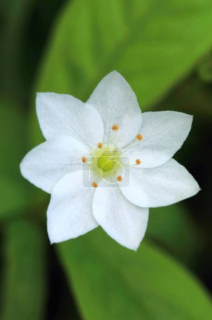 Photo for Tender arctic starflower blooming - Royalty Free Image