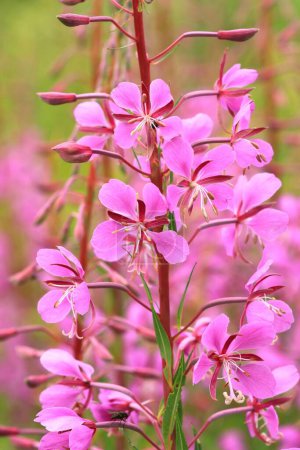 Beautiful curative fireweed flower pink blooming