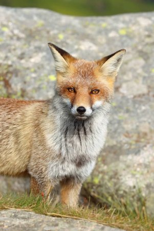 Photo for Beautiful wild red fox on mountains - Royalty Free Image