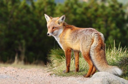 Téléchargez les photos : Beau renard roux sauvage sur les montagnes - en image libre de droit