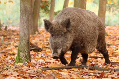 Majestic european wild boar in forest