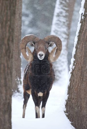 Majestuoso mouflon europeo macho en invierno
