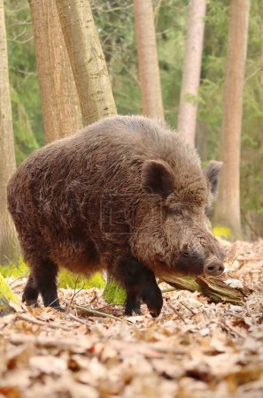 Photo for Huge european wild boar male - Royalty Free Image