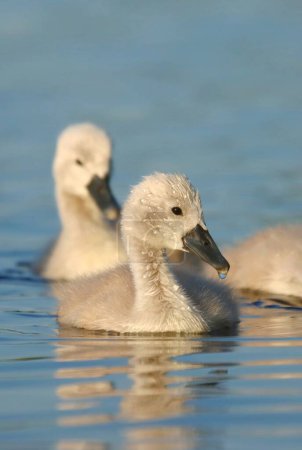Adorable mute swan baby on the water