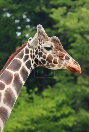 Photo for Beautiful reticulated giraffe portrait in nature - Royalty Free Image
