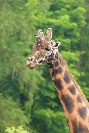 Photo for Portrait of the northern giraffe - Royalty Free Image