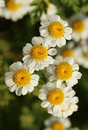 Foto de Flor curativa de la matricaria en floración del verano - Imagen libre de derechos