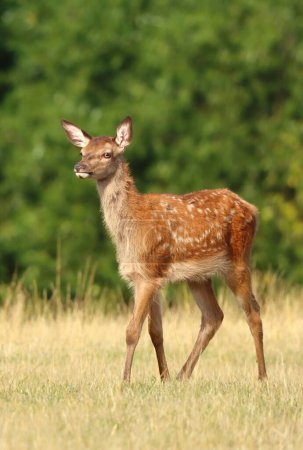 Adorable red deer fawn in summer
