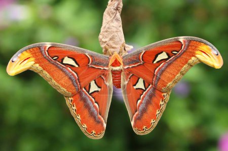 The giant atlas moth in summer