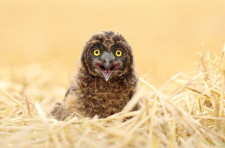 Adorable short eared owl baby