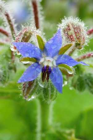 Foto de Flor estelar curativa en flor de verano - Imagen libre de derechos