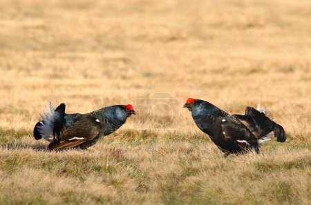 Two black grouse facing each other