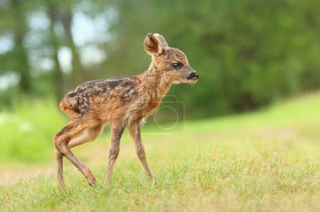 Adorable european roe deer fawn in spring