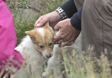 Téléchargez les photos : Un homme qui gratte un chiot derrière l'oreille. Ilulissat, Groenland - en image libre de droit